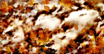 White Mice Sleeping by Ingrid Funk