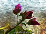 Bougainville - Picture for gallery Experimental
