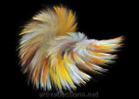 In Flight - Picture for gallery Gentle
