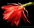 Epiphyllum by Ingrid Funk