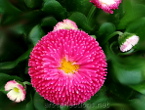 Bellis (Daisy) Picture for gallery Macros
