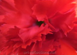 Carnation by Ingrid Funk