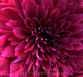 Chrysanthemum by Ingrid Funk