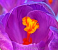 Crocus by Ingrid Funk