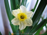 Tiny Daffodil by Ingrid Funk