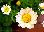 Daisy by Ingrid Funk