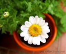 Daisy by Ingrid Funk