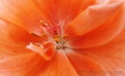 Geranium by Ingrid Funk