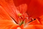 Geranium by Ingrid Funk