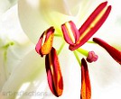 White Lily Stamen by Ingrid Funk