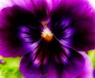 Pansy by Ingrid Funk