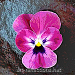 Pansy by Ingrid Funk