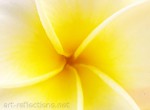 Plumeria by Ingrid Funk