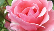 Pink Rose by Ingrid Funk