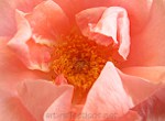 Pink Rose by Ingrid Funk