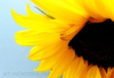 Sunflower by Ingrid Funk