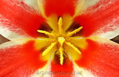 Tulip by Ingrid Funk