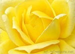 Yellow Rose by Ingrid Funk