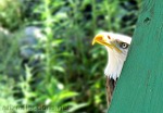 Bald Eagle ~ Falconry Benalmádena by Ingrid Funk