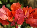 Bougainvillea by Ingrid Funk