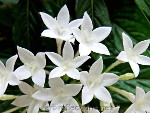 White Penta Flower by Ingrid Funk