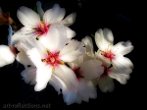 Almond Blossom by Ingrid Funk