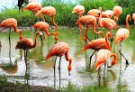 Flamingo by Ingrid Funk