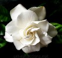 Gardenia by Ingrid Funk