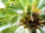 Palm Tree by Ingrid Funk