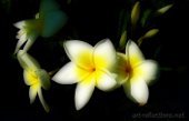 Plumeria by Ingrid Funk