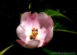 Quince Blossom by Ingrid Funk