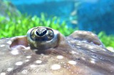 Ray Eyes ~ Acuario de Almuñecar by Ingrid Funk