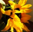 Sunflower by Ingrid Funk