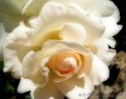 White Rose by Ingrid Funk